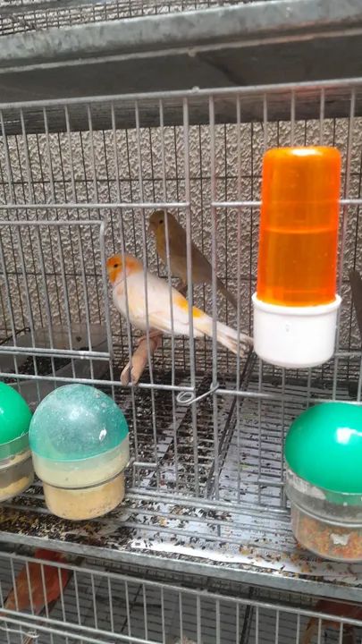 Gaiolas,viveiros e acessórios  - Foto 5