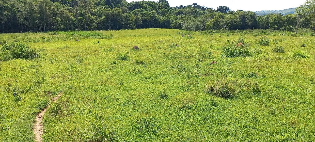 Sitio com 4 alqueires com lindo riacho no meio da mata - Foto 5