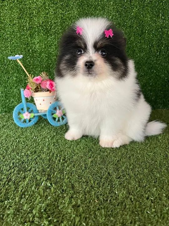 Spitz alemão bicolor 