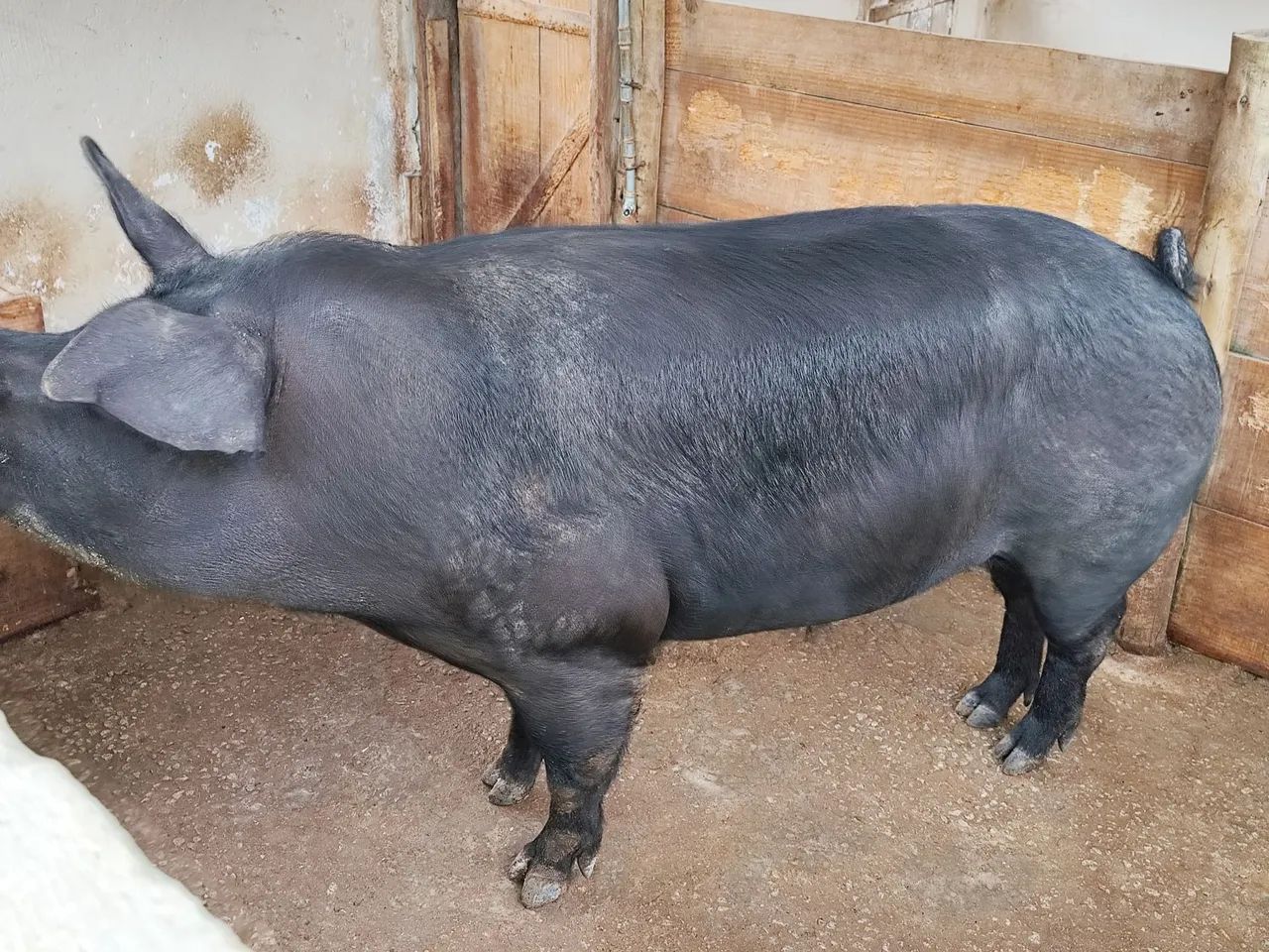 Porca adulta  - Foto 5