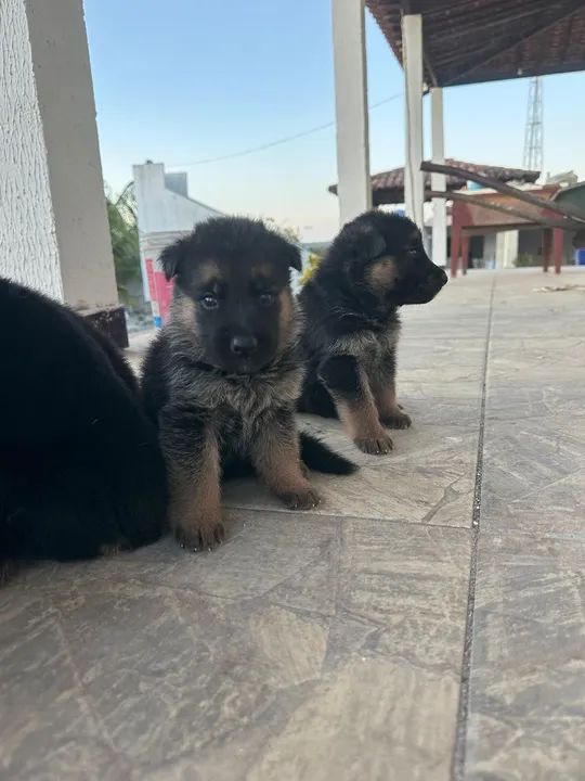 Filhotes de Pastor Alemão - Foto 5