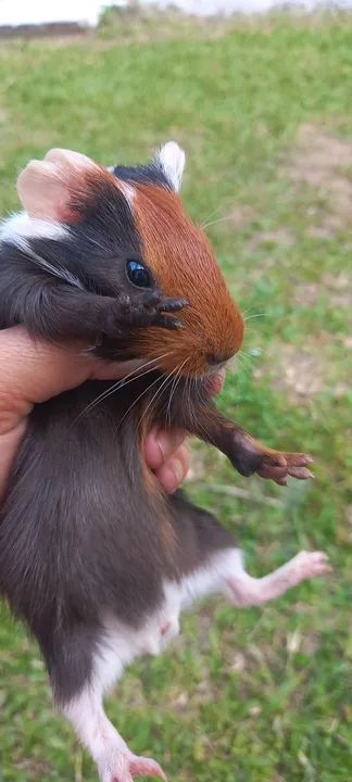LINDOS FILHOTES DE PORQUINHO DA ÍNDIA  - Foto 2