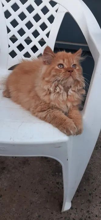 Gatinho Persa Macho - Lindíssimo  - Foto 3