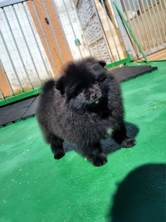 Spitz Alemão - Lulu da Pomerânia - FÊMEA - Pedigree CBKC - 10x s/ juros com Garantia