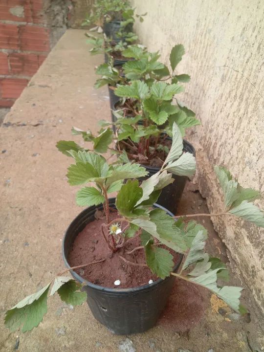 Muda de moranguinho do pequeno produzindo