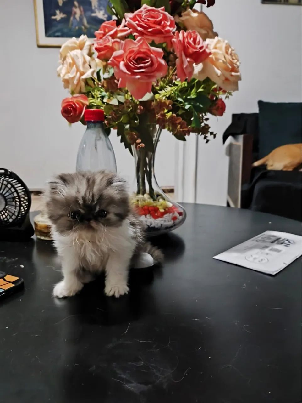 Gatinho Persa com Pelagem Linda - Foto 2