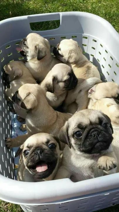 Filhotes de Pug peludos que transforma qualquer ambiente 