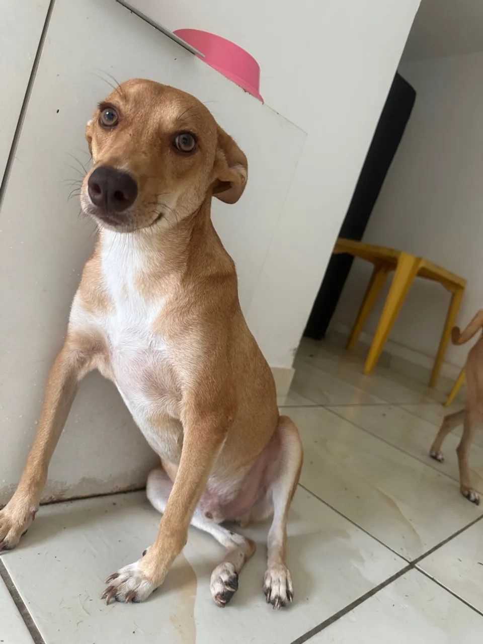 Cachorros castrados e vacinados para adoção 