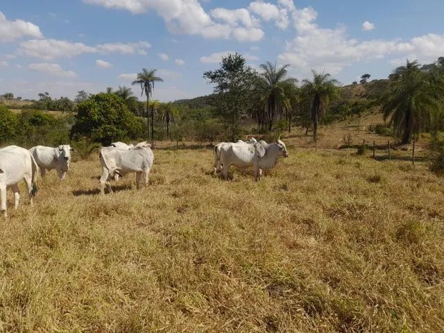 Fazenda de 50ha em Dores do Indaiá