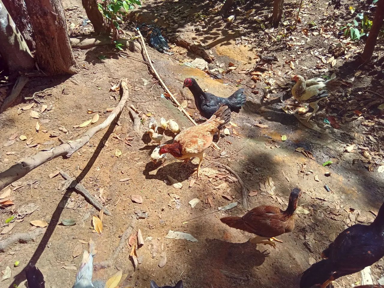 Galinhas e galos para venda - Foto 2
