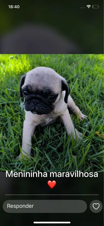 Pug fêmea, linda e carinhosa