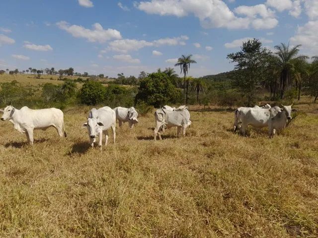 Fazenda de 50ha em Dores do Indaiá - Foto 10