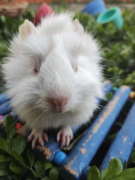 Porquinho da índia disponível  - Foto 5