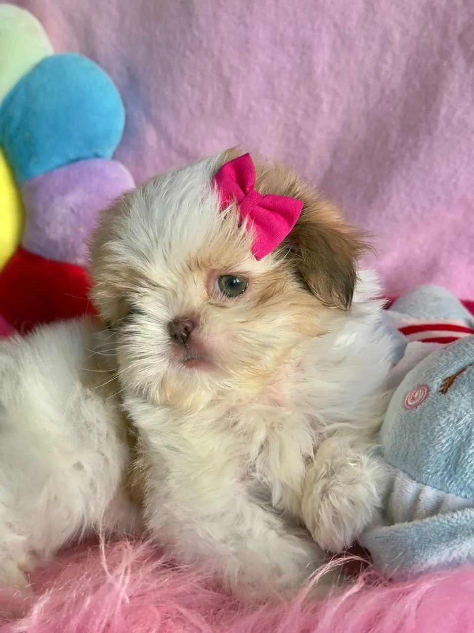 Filhote de Shih Tzu Fêmea