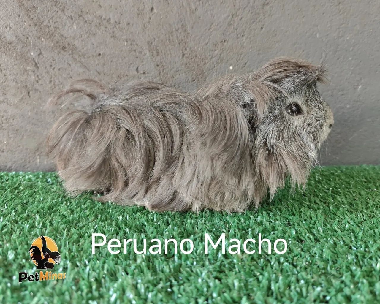 Porquinho da Índia Peruano Macho - Foto 5