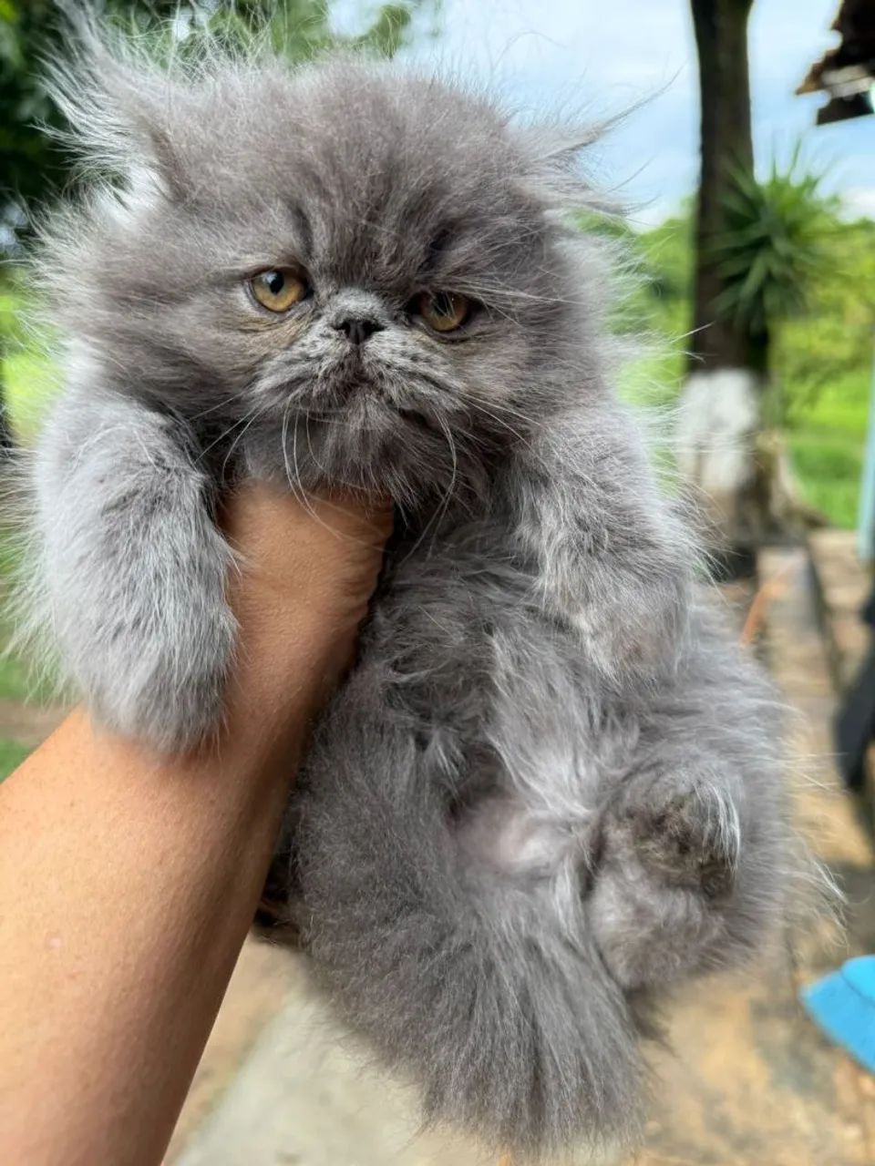 Filhotes de gato persa  - Foto 4