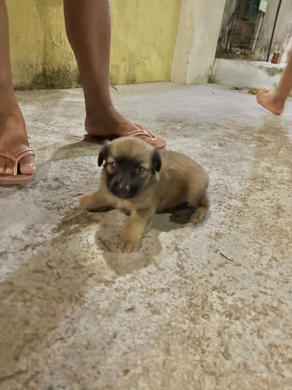 Filhotes fofos para adoção! Sem raça definida