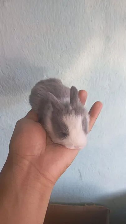 Coelhos filhotes raça Lionheart 