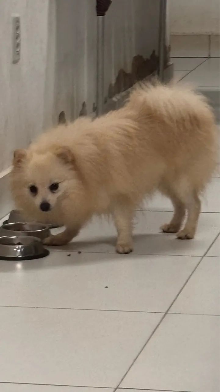 Spitz alemão branco - Foto 3