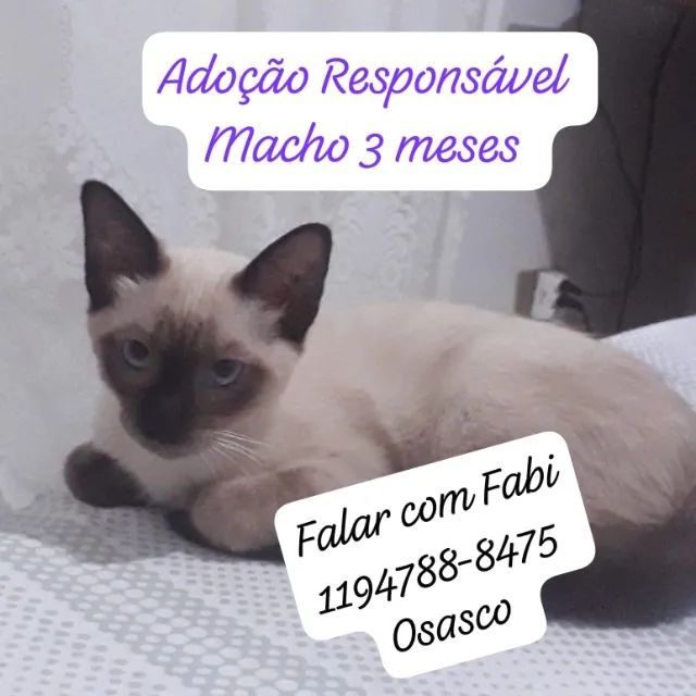 Varios gatos filhotes e adultos para adoção  - Foto 4