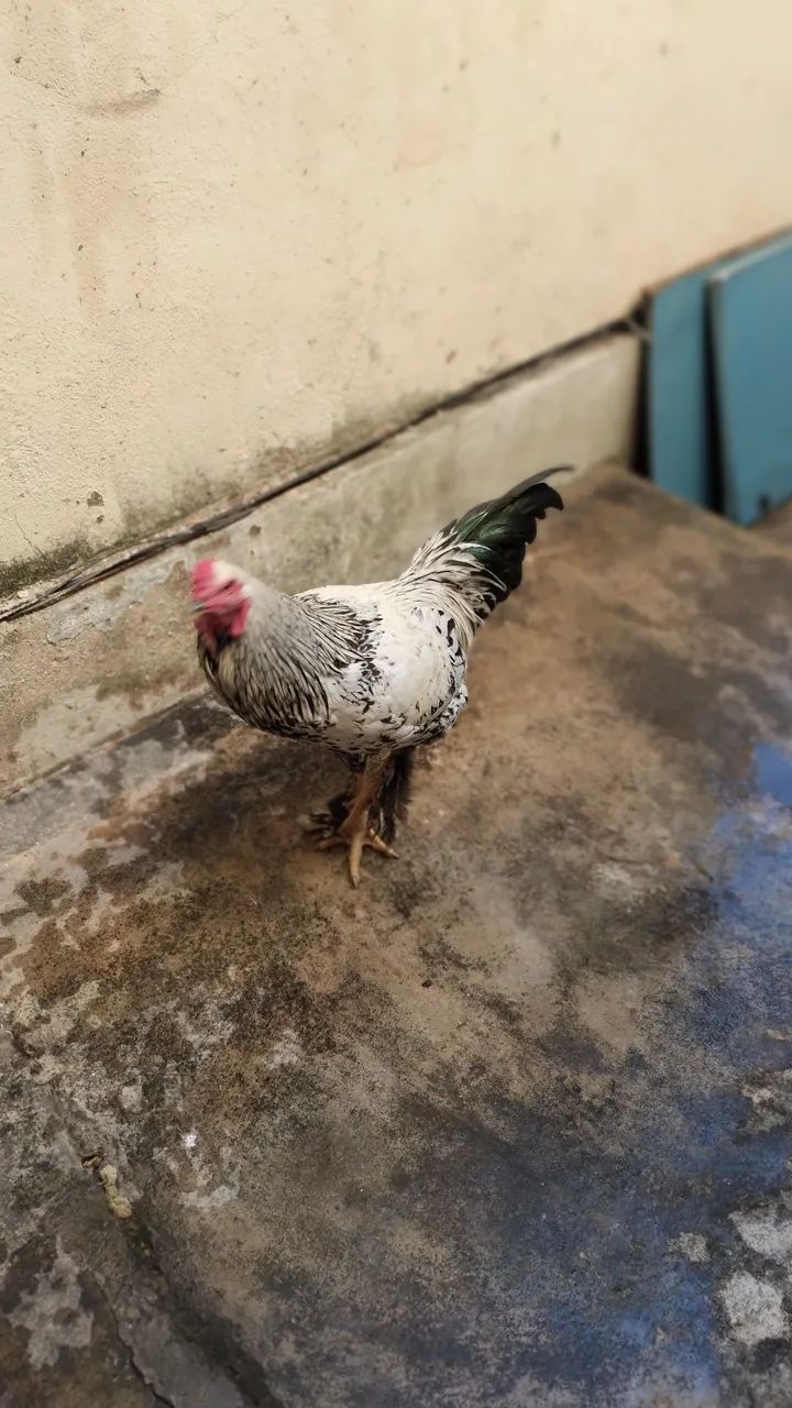 Vendo galo da marca Brahma 
