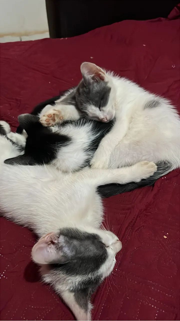 ? Adoção responsável de gatinhos procurando um lar amoroso - Foto 3