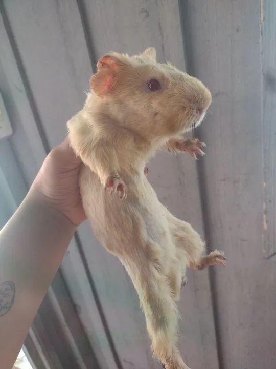 Porquinho da índia macho Léia a descrição  - Foto 2