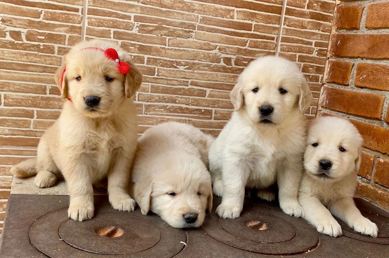 Golden Retriever ( Filhotes Entrega Hoje )  - Foto 3