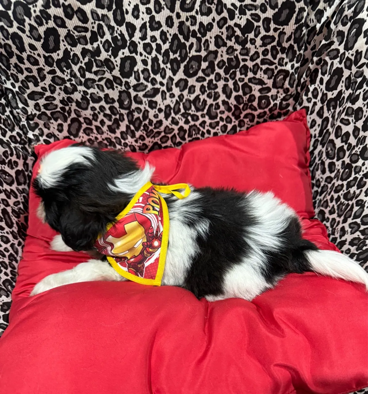 Shihtzu macho PROMO lindos cbkc