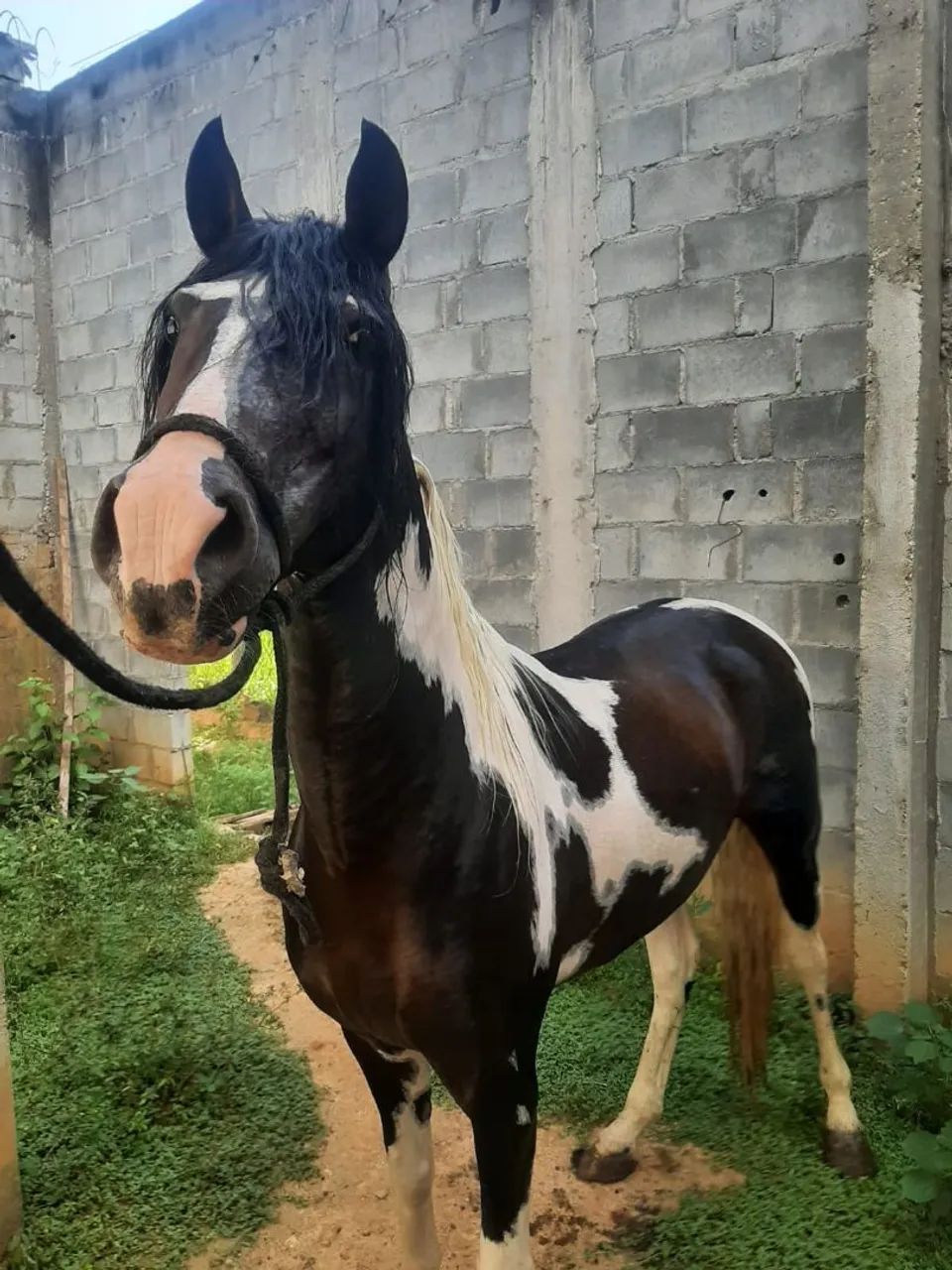 Cavalo pampa garanhão  - Foto 5