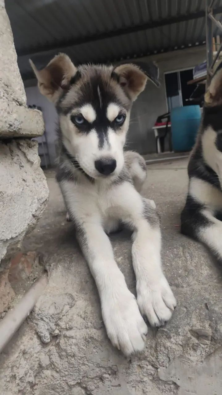 Husky Siberiano Legítimos - Cachorros - Olavo Bilac, Duque de