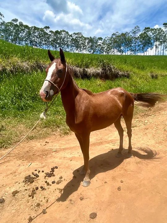 Égua domada  - Foto 3