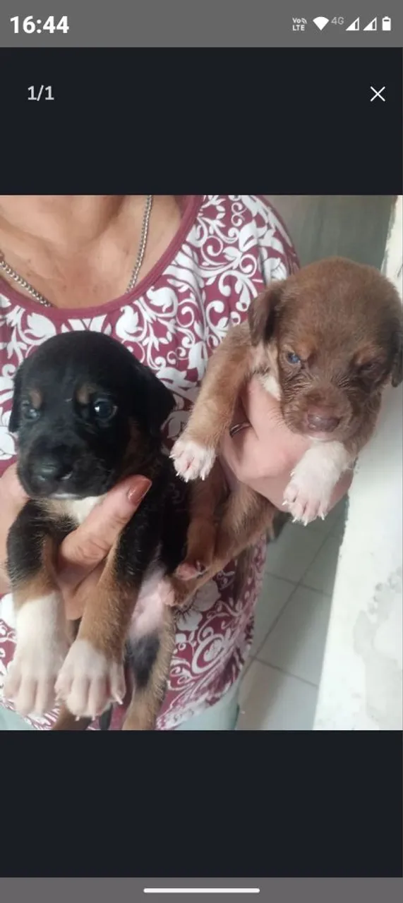 Filhotes de cachorro