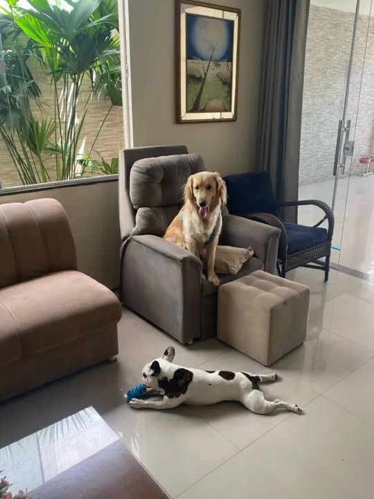 Bulldog Francês macho para Cruzar, namorar ter filhotes  - Foto 3