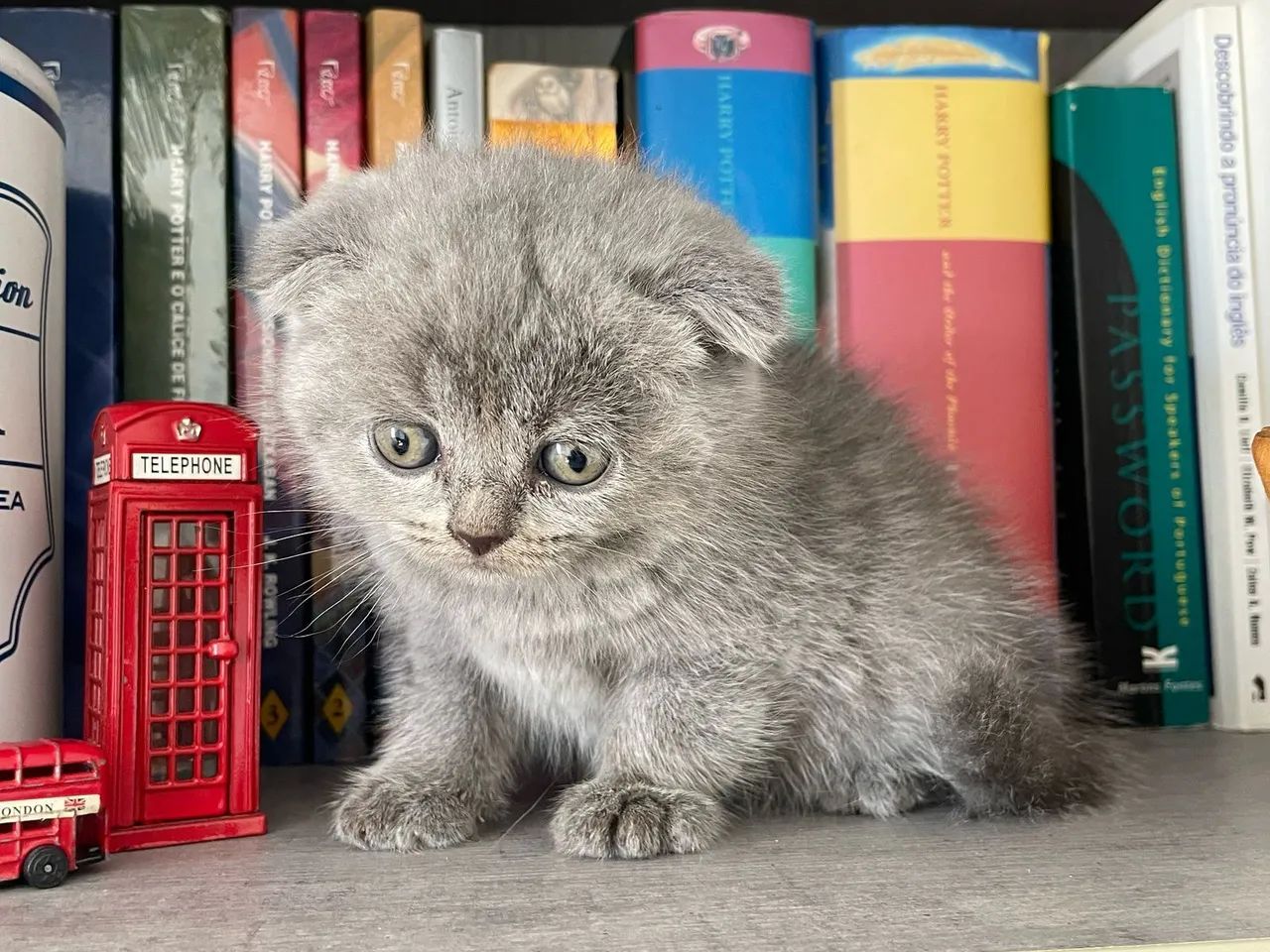 Gatinhos Scottish Fold Cinza, Black, chocolate 