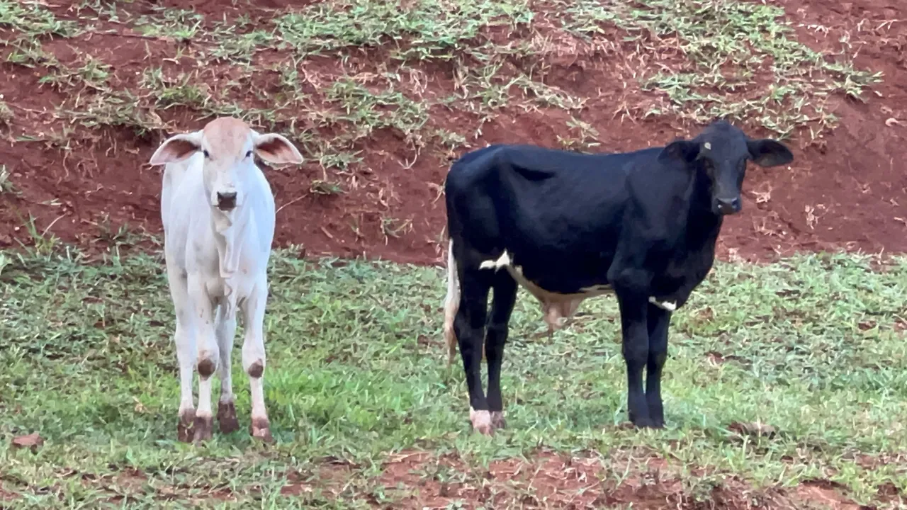 Bezerro e novilho para venda