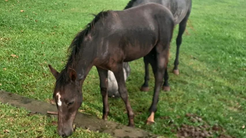 Lindos Potros e Potras Mangalarga Marchador, puro sangue, registrados, várias pelagens. - Foto 6