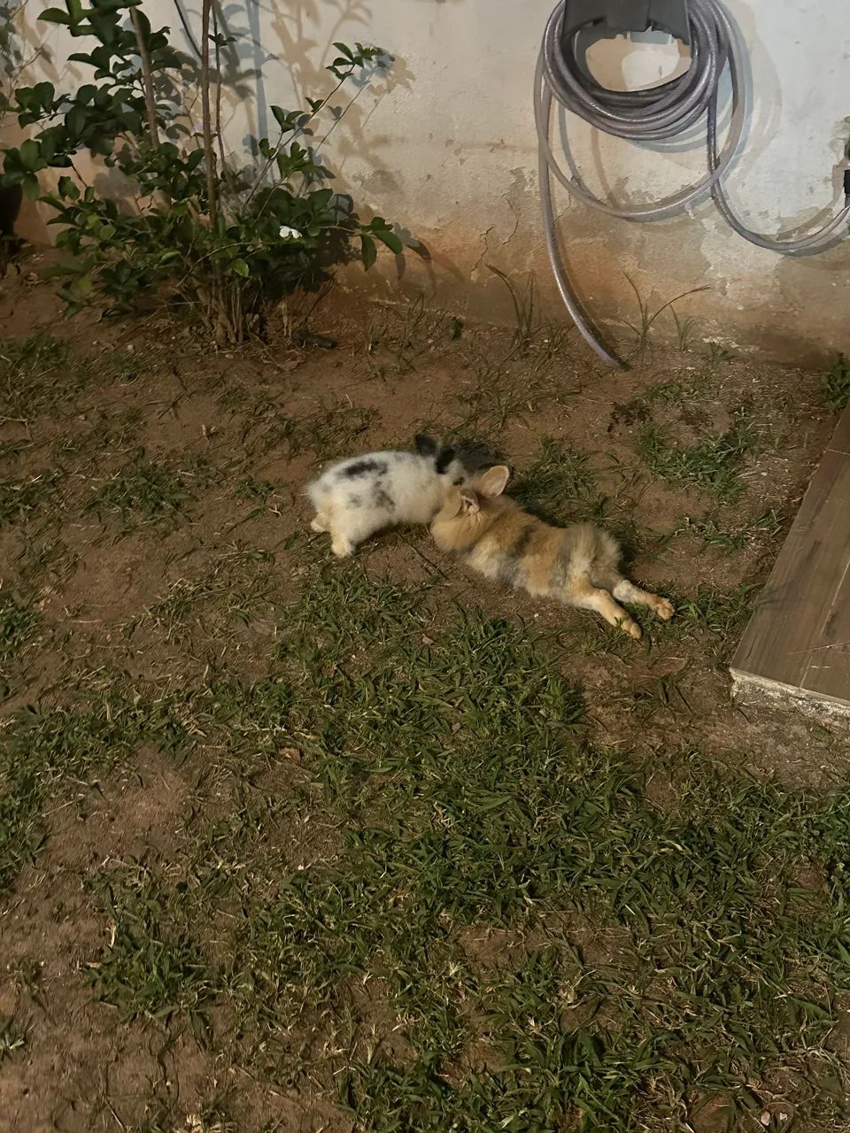 Coelho64684501867393123