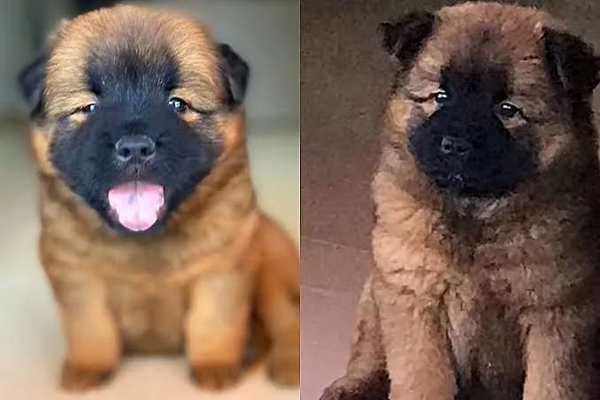 Filhotes de Chow-Chow