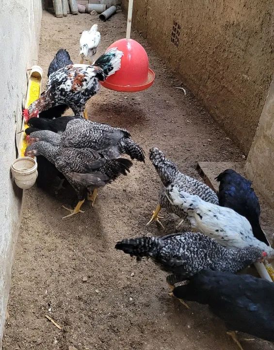 Frangos e frangas - Foto 5