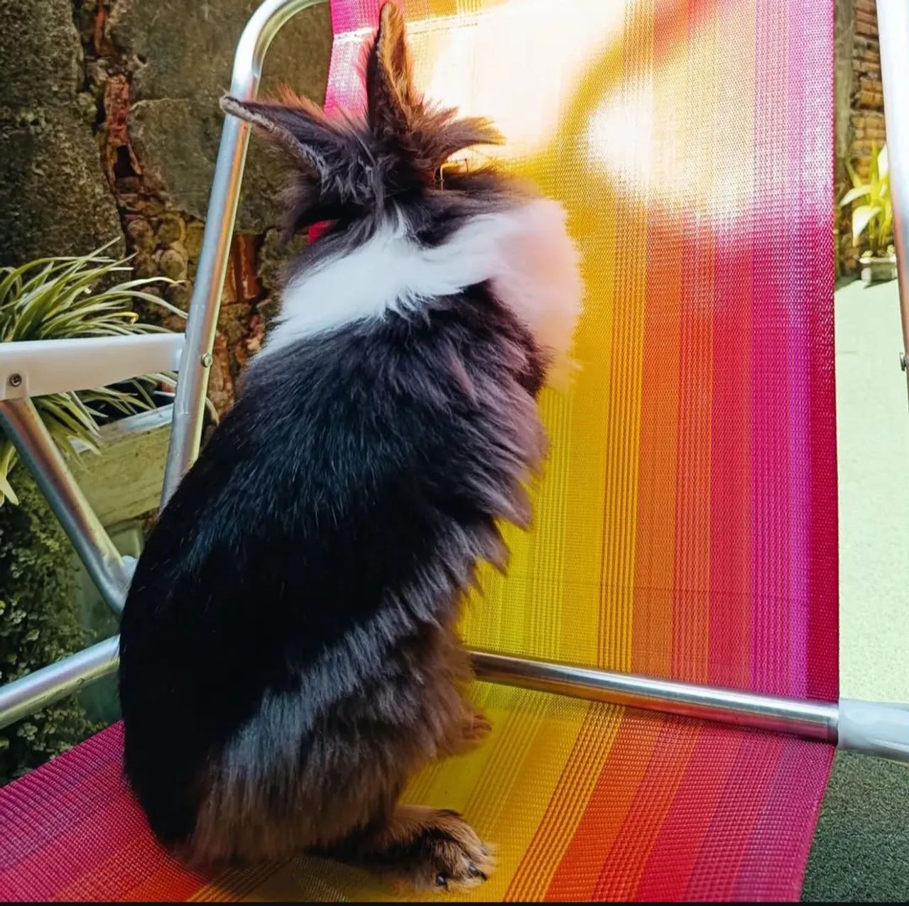 Coelho fêmea Lionhead - Foto 2