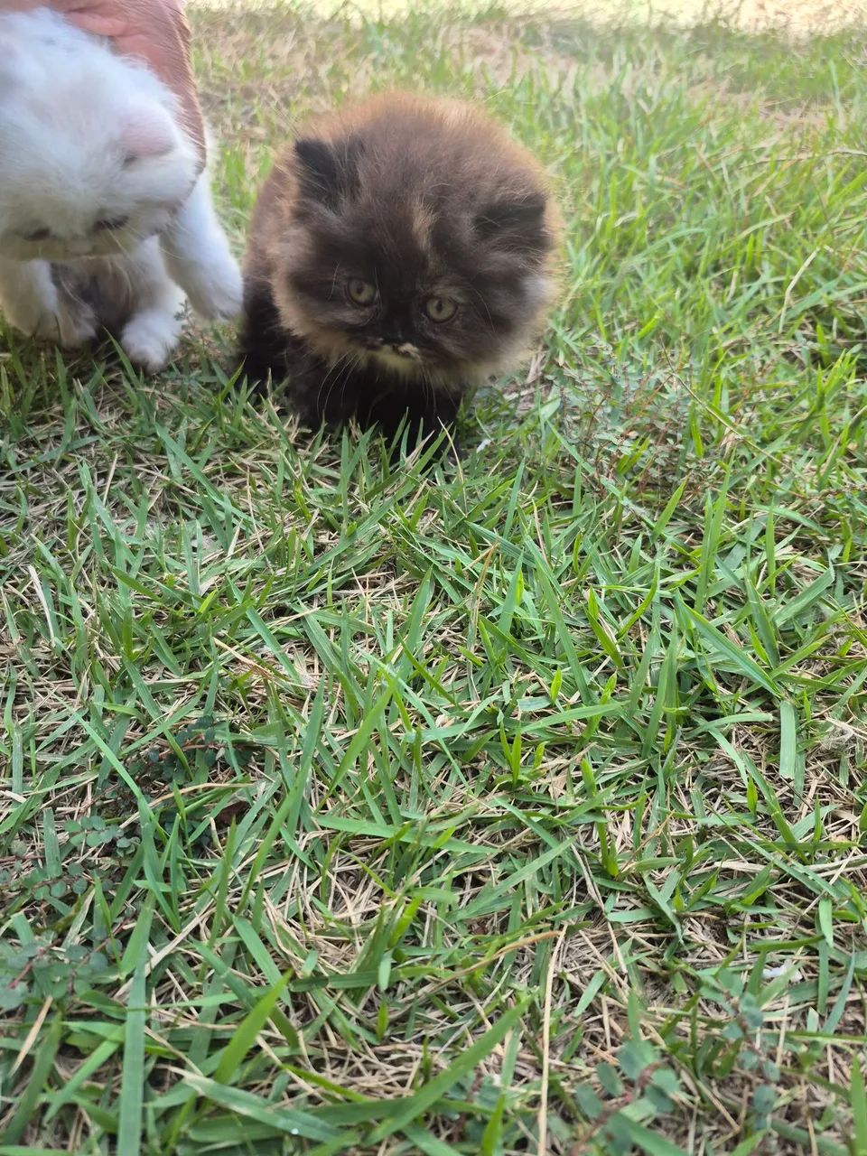 Vende - se  filhotes Gato Persas - Foto 6