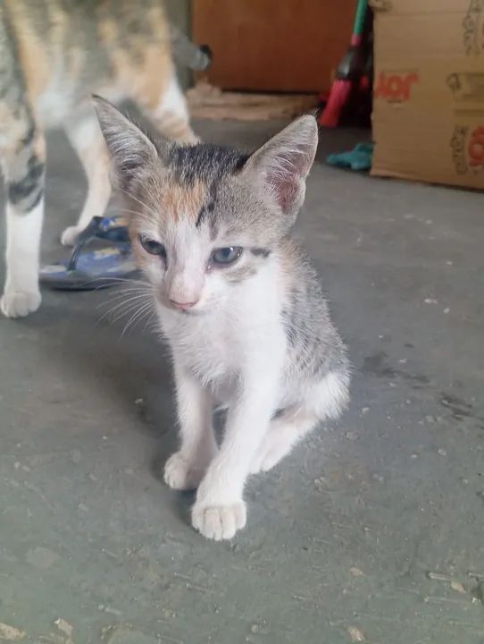 Doa-se gatinhos 2 meses - Foto 2