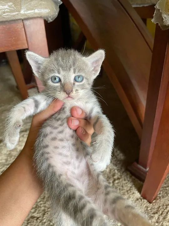 Gatinhos fofinhos para adoção - Foto 2