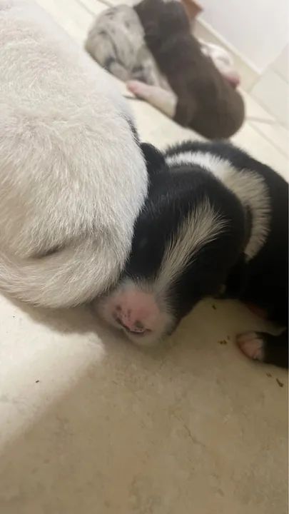 Filhotes Border Collie - Macho e Fêmea - Foto 5