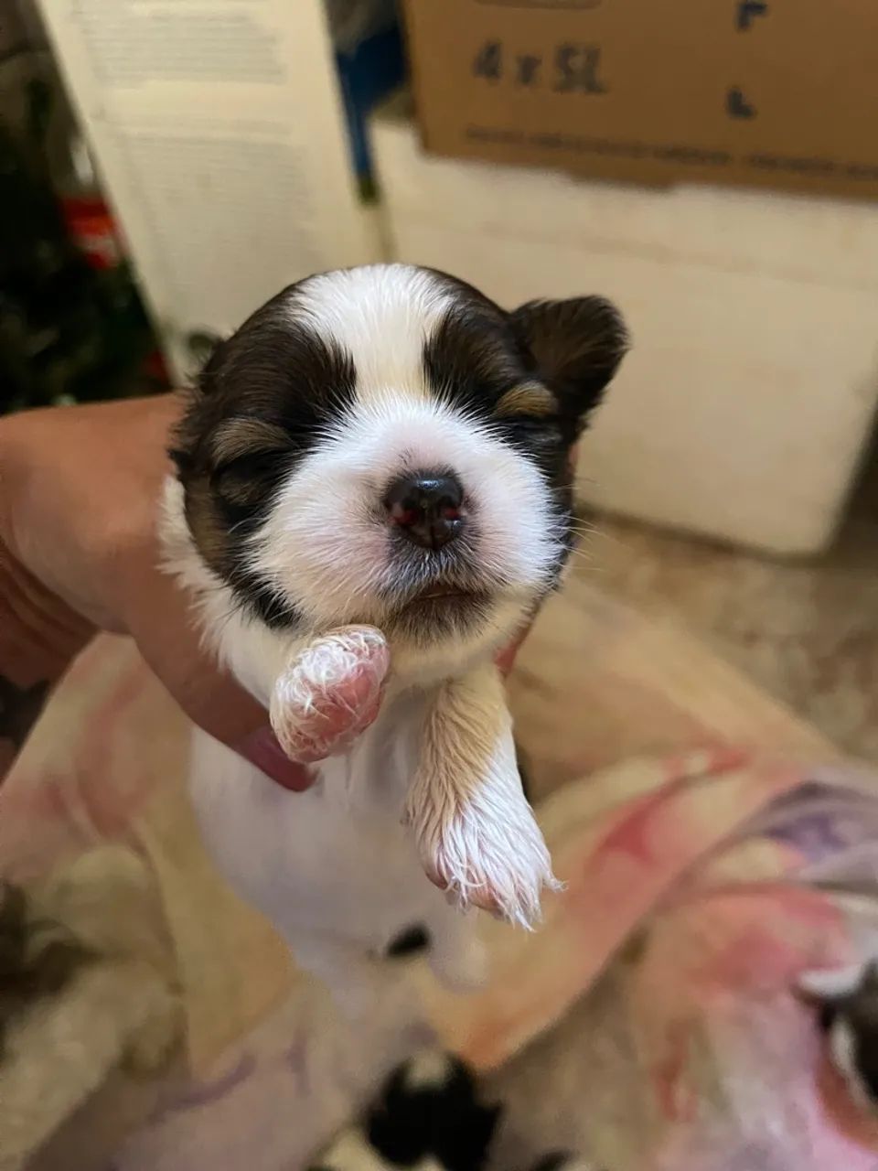 Cachorro shitzu (macho) - Foto 4