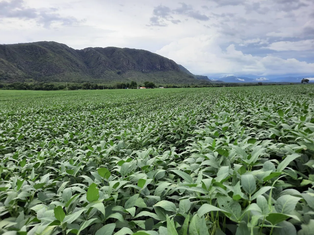FAZENDA PRODUTIVA LAVOURA E PECUÁRIA