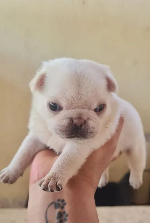Filhotes de Pug! - Foto 6