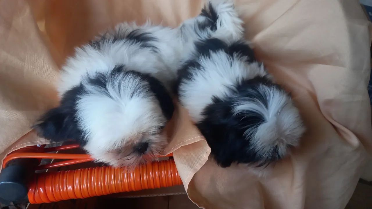 Shih-tzu  - Foto 4
