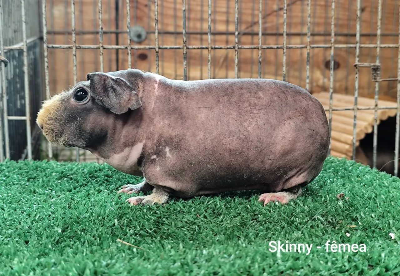 Porquinho da India Skiny 